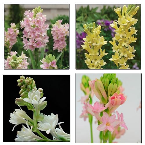 Tuberose Rhizome/Winterhart/Perfekt als Gartendekoration///(NVNJHJN)-4 Rhizome-A von NVNJHJN