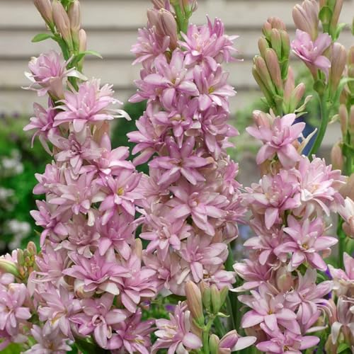 Tuberose Rhizome/Winterhart/Perfekt als Gartendekoration///(NVNJHJN)-4 Rhizome-C von NVNJHJN