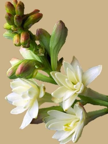 Tuberose Rhizome/Winterhart/Perfekt als Gartendekoration///(NVNJHJN)-8 Rhizome-B von NVNJHJN