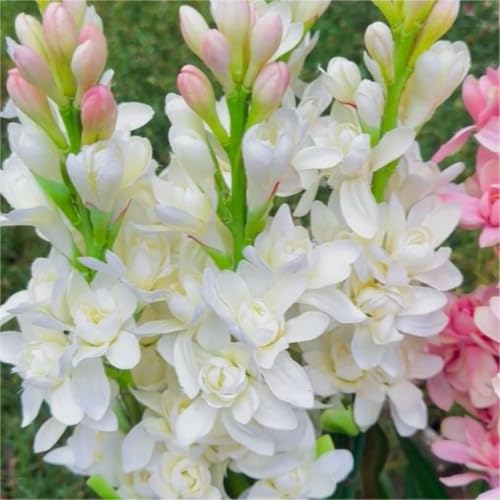 Tuberose-Rhizome – schnell wachsend – schöne Gartendekoration- und trockenheitsresistent – überraschendes Geschenk – kälte-25 Rhizome-D Tuberose-Rhizome – schnell wachsend – schöne Gartendekoration- und trockenheitsresistent – überraschendes Geschenk – kälte-25 Rhizome-D von NVNJHJN