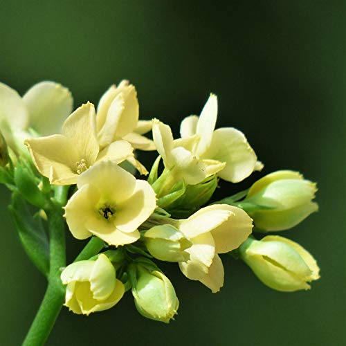 Tuberose zwiebel.Immergrüne, winterharte Staude. Tuberose pflanze.Mehrjährige Blumen.Tuberose bulb.-10 zwiebeln-E von NVNJHJN