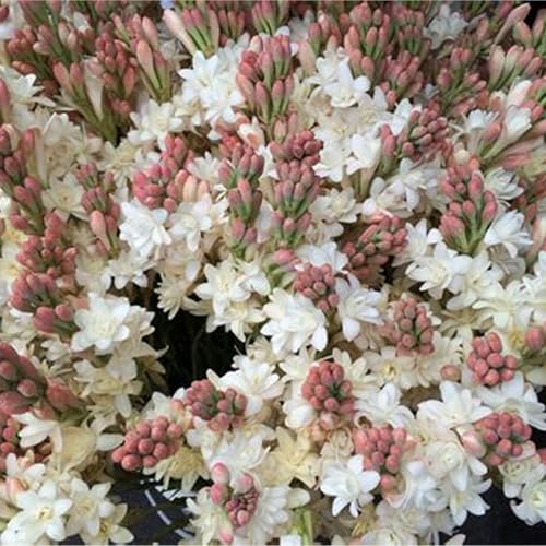 Tuberose zwiebel.Tuberose pflanze.Mehrjährige Blumen.Tuberose bulb.Immergrüne, winterharte Staude. -6 zwiebeln-C von NVNJHJN