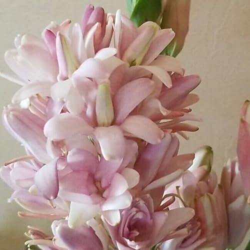 Tuberose zwiebel.Tuberose pflanze.Tuberose bulb.Immergrüne, winterharte Staude. Mehrjährige Blumen.-6 zwiebeln-B von NVNJHJN