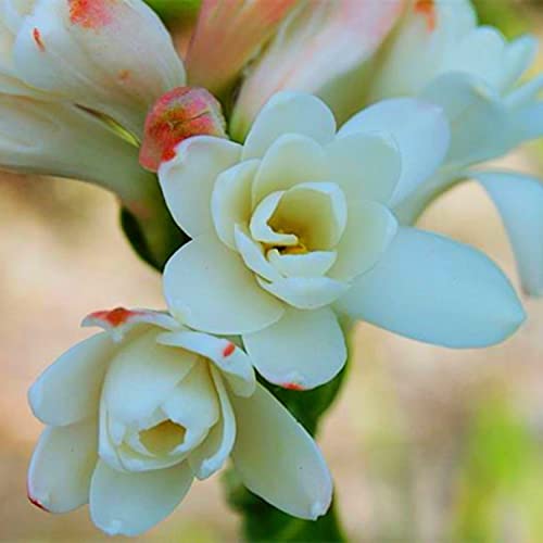 Tuberose zwiebeln-Tuberose pflanze. - Blütenblätter in gemischten Farben-die beste Wahl für die Gartendekoration-Aufmerksamkeit anziehen /(NVNJHJN)-15 zwiebeln-E von NVNJHJN
