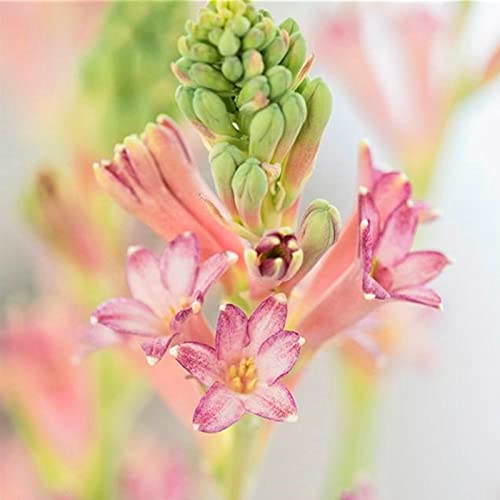 Tuberose zwiebeln-Tuberose pflanze. - die beste Wahl für die Gartendekoration - Blütenblätter in gemischten Farben/(NVNJHJN)-10 zwiebeln-E von NVNJHJN