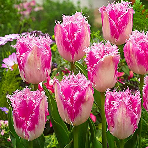 Tulpen-Rhizome– überraschendes Geschenk – schnell wachsend – schöne Gartendekoration – kälte- und trockenheitsresistent-5 Rhizome-B Tulpen-Rhizome– überraschendes Geschenk – schnell wachsend – schöne Gartendekoration – kälte- und trockenheitsresistent-5 Rhizome-B von NVNJHJN