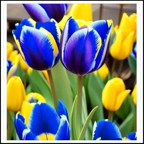 Tulpen zwiebeln -Mehrjährige Blumen- die beste Wahl für die Gartendekoration - Blütenblätter in gemischten Farben /(NVNJHJN)-10 zwiebeln-E von NVNJHJN