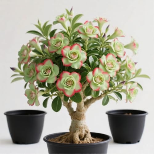 Wüstenrose rhizome-Beste Wahl für Gartenarrangements- Blütenblätter in verschiedenen Farben -1 rhizome-C Wüstenrose rhizome-Beste Wahl für Gartenarrangements- Blütenblätter in verschiedenen Farben -1 rhizome-C von NVNJHJN