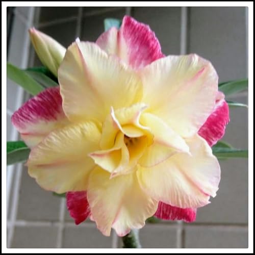 Wüstenrose rhizome- Blütenblätter in verschiedenen Farben -Beste Wahl für Gartenarrangements/【CXXFGFT】-1 rhizome-H Wüstenrose rhizome- Blütenblätter in verschiedenen Farben -Beste Wahl für Gartenarrangements/【CXXFGFT】-1 rhizome-H von NVNJHJN