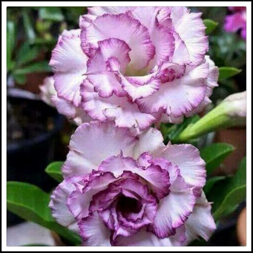 Wüstenrose rhizome- Blütenblätter in verschiedenen Farben -Beste Wahl für Gartenarrangements/【CXXFGFT】-2 rhizome-A Wüstenrose rhizome- Blütenblätter in verschiedenen Farben -Beste Wahl für Gartenarrangements/【CXXFGFT】-2 rhizome-A von NVNJHJN