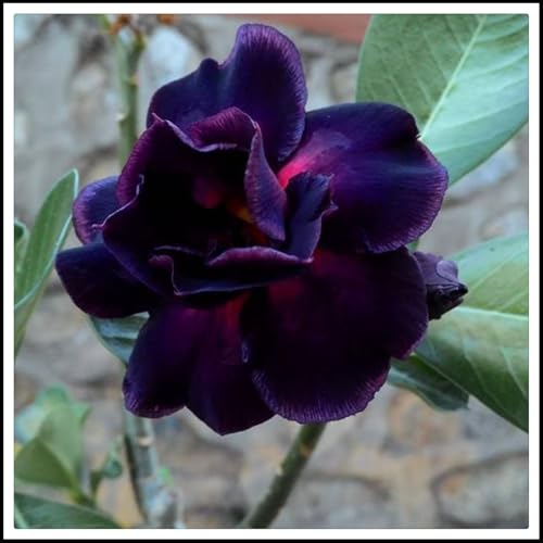 Wüstenrose rhizome- Blütenblätter in verschiedenen Farben -Beste Wahl für Gartenarrangements/【CXXFGFT】-2 rhizome-G von NVNJHJN