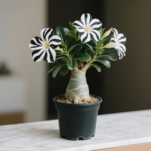 –Wüstenrose rhizome- Blütenblätter in verschiedenen Farben -Beste Wahl für Gartenarrangements-/ /(NVNJHJN)-1 rhizome-E von NVNJHJN