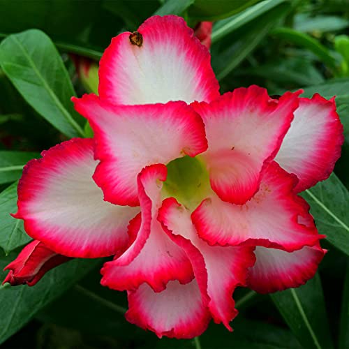 Wüstenrose rhizome.Mehrjährige Blumen.Wüstenrose pflanze groß.Adenium obesum pflanze.Immergrüne, winterharte Staude. /(NVNJHJN)-4 rhizome-C von NVNJHJN