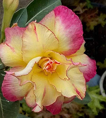 Wüstenrose rhizome.Mehrjährige Blumen.Wüstenrose pflanze groß.Adenium obesum pflanze.Immergrüne, winterharte Staude. -5 rhizome-E von NVNJHJN