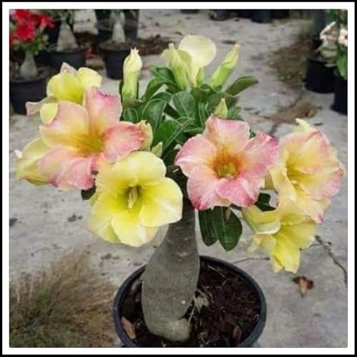 Wüstenrose rhizome.Wüstenrosenzwiebeln – Beste Wahl für Gartenarrangements– Blütenblätter in verschiedenen Farben /(NVNJHJN)-1 rhizome-A von NVNJHJN