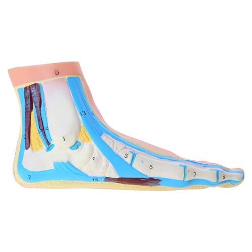 Fuß Anatomisches Modell Menschliches Anatomisches Fußmodell Normales Flachgewölbtes Fußmodell mit Muskeln Bändern Anatomisches Fußmodell Anatomisches Schädelmodell Anatomisches Fuß- und Knöchelmodell Fuß Anatomisches Modell Menschliches Anatomisches Fußmodell Normales Flachgewölbtes Fußmodell mit Muskeln Bändern Anatomisches Fußmodell Anatomisches Schädelmodell Anatomisches Fuß- und Knöchelmodell von NVOQILIN