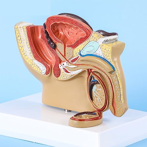 Anatomisches Modell Des Menschlichen Fortpflanzungssystems, PVC, Leicht, Langlebig, Lebensgroße 1:2-Männchen, Männliches Anatomisches Harnwegsmodell Für Medizinstudenten Zum Üben Des Unterrichts Anatomisches Modell Des Menschlichen Fortpflanzungssystems, PVC, Leicht, Langlebig, Lebensgroße 1:2-Männchen, Männliches Anatomisches Harnwegsmodell Für Medizinstudenten Zum Üben Des Unterrichts von NVYAZJ