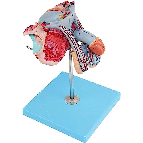 NVYAZJ Männliches Reproduktives Anatomisches Modell, Langlebiges PVC-Material, Abnehmbar Und Waschbar, Anatomisches Modell des Harnsystems Für Lehrstudien, Medizinische Demonstrationsausstellung NVYAZJ Männliches Reproduktives Anatomisches Modell, Langlebiges PVC-Material, Abnehmbar Und Waschbar, Anatomisches Modell des Harnsystems Für Lehrstudien, Medizinische Demonstrationsausstellung von NVYAZJ