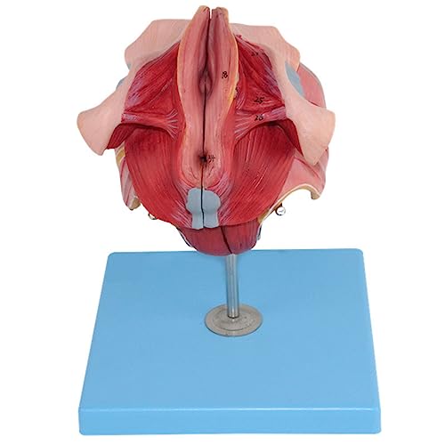 NVYAZJ Modell des Weiblichen Fortpflanzungssystems, PVC, Abnehmbar, Langlebig, Waschbar, Menschliche Fortpflanzungsanatomie, 4 Teile Für Studiendarstellung, Medizinische Lehre, Übungstraining von NVYAZJ
