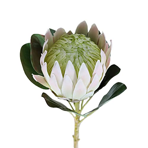 NZXVSE Künstlicher König Protea-Blume, 68 cm hoch, tropische Blumenarrangements, Dekoration, fühlt sich echt an, Seidenblumen, gefälschter König Protea für Hochzeit, Brautstrauß, Zuhause, Küche, Grün von NZXVSE