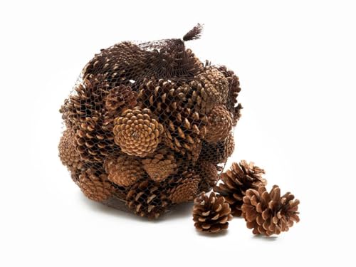 NaDeco Tannenzapfen, ca. 5-6cm, 1kg, ca. 50 Stück | Pinus nigra |Insektenhotel | Insektenhaus | Weihnachtsdeko | Adventsdeko | Kiefernzapfen | Schwarzkiefern Zapfen | Zapfen Deko | Naturzapfen von NaDeco