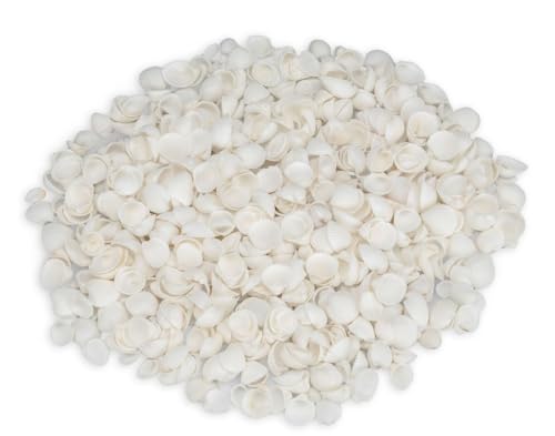 NaDeco Anadara esephaca, 0,5kg, ca. 1,5cm, ca. 600-700 St. | Herzmuschel | Muscheln zum Basteln und Dekorieren | Ideal als Streudeko für eine Maritime Tischdekoration | Musche-Deko | Muschelschalen NaDeco Anadara esephaca, 0,5kg, ca. 1,5cm, ca. 600-700 St. | Herzmuschel | Muscheln zum Basteln und Dekorieren | Ideal als Streudeko für eine Maritime Tischdekoration | Musche-Deko | Muschelschalen von NaDeco