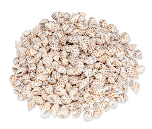 NaDeco Babylonia areolata, ca. 2-5 cm, verpackt mit 0,5 kg | Babylonische Turm-Schnecke | Schneckenhäuser zum Basteln und Dekorieren | Schneckenhäuser für Schneckenbarsche | Muscheln und Schnecken NaDeco Babylonia areolata, ca. 2-5 cm, verpackt mit 0,5 kg | Babylonische Turm-Schnecke | Schneckenhäuser zum Basteln und Dekorieren | Schneckenhäuser für Schneckenbarsche | Muscheln und Schnecken von NaDeco