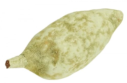 NaDeco Baobab Frucht grün ca. 9-12cm Adansonia digitata Affenbrot Affenbrotbaum Frucht Früchte vom Baobab Baum Baobab Fruit von NaDeco