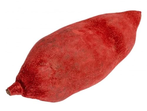 NaDeco Baobab Frucht rot ca. 9-12cm Adansonia digitata Affenbrot Affenbrotbaum Frucht Früchte vom Baobab Baum Baobab Fruit NaDeco Baobab Frucht rot ca. 9-12cm Adansonia digitata Affenbrot Affenbrotbaum Frucht Früchte vom Baobab Baum Baobab Fruit von NaDeco