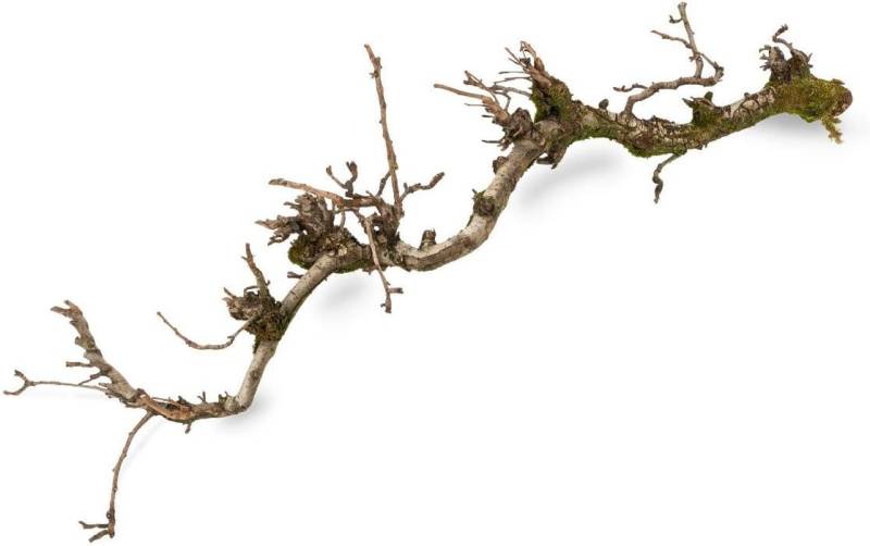 NaDeco Bastelnaturmaterial Dekozweig Birne mit Moos ca. 100cm NaDeco Bastelnaturmaterial Dekozweig Birne mit Moos ca. 100cm von NaDeco