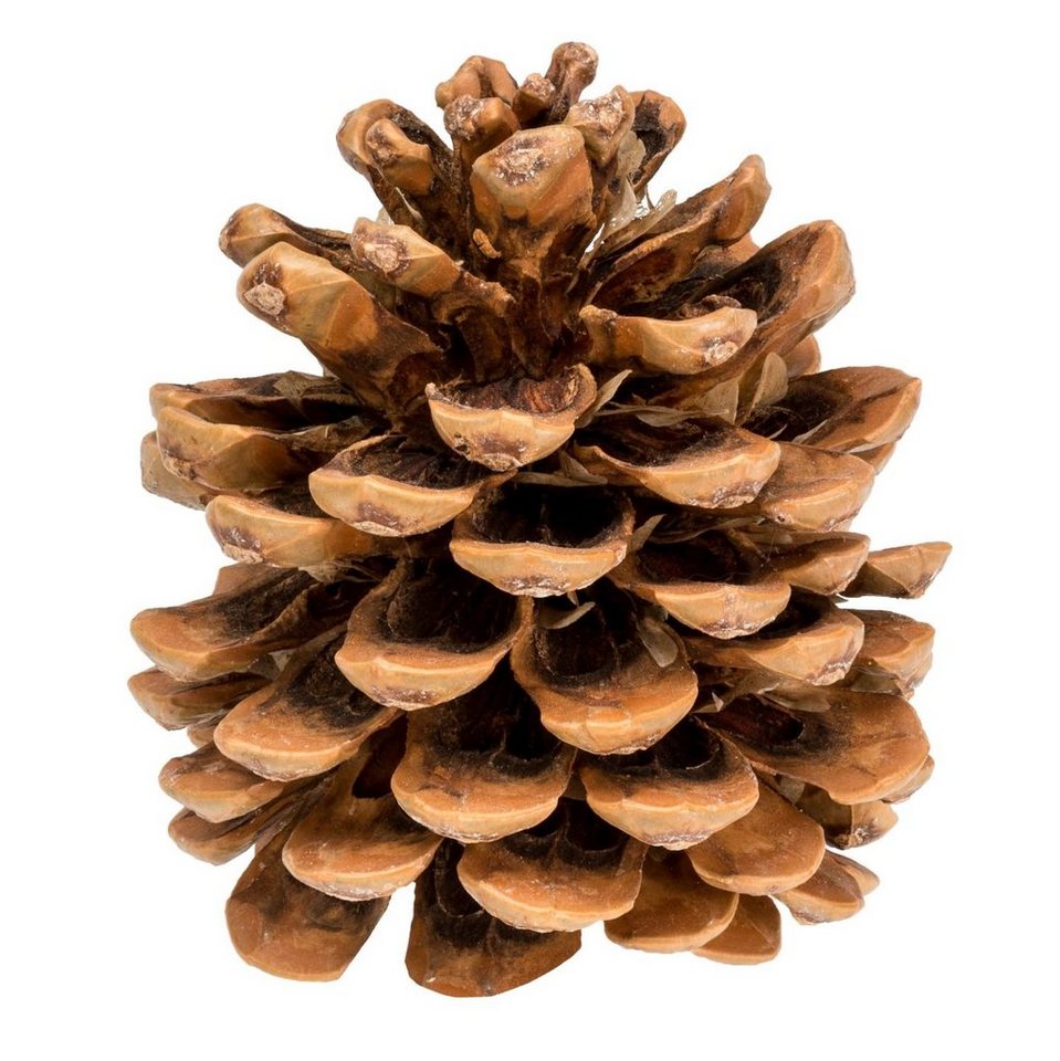 NaDeco Bastelnaturmaterial Pinienzapfen in Natur, Größe ca. 12-14cm Pinus pinea NaDeco Bastelnaturmaterial Pinienzapfen in Natur, Größe ca. 12-14cm Pinus pinea von NaDeco