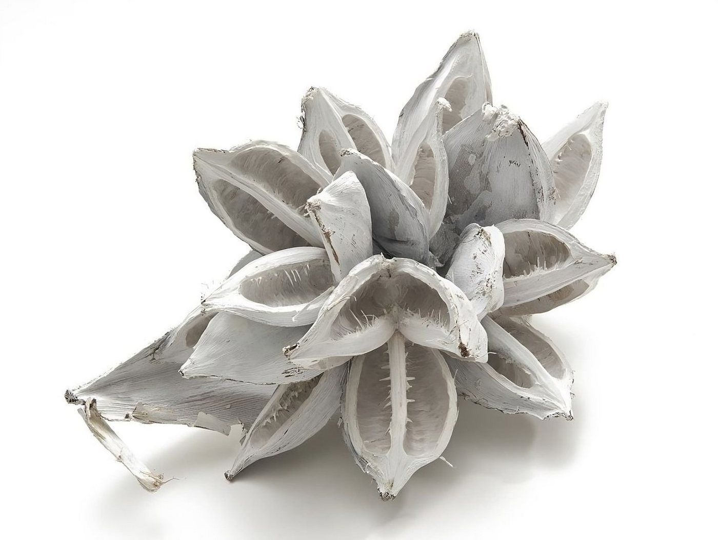 NaDeco Bastelnaturmaterial Sororoca Knospe Weiß gefärbt, Größe ca. 20-30cm Strelítzia nicolái NaDeco Bastelnaturmaterial Sororoca Knospe Weiß gefärbt, Größe ca. 20-30cm Strelítzia nicolái von NaDeco