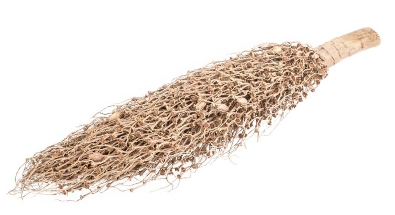 NaDeco Bastelnaturmaterial Tocha olympica, Größe ca. 40-60cm Palmen-Fackel NaDeco Bastelnaturmaterial Tocha olympica, Größe ca. 40-60cm Palmen-Fackel von NaDeco