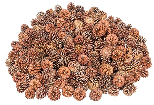 NaDeco Bergkiefer-Zapfen, Größe ca. 3-5cm, Gewicht 0,5kg, ca. 100-130 Stk. | Pinus mugo | Tannenzapfen | Bergkiefern-Zapfen | Kiefernzapfen | Tannen-Zapfen | Naturzapfen | Weihnachtsdeko | Adventsdeko von NaDeco