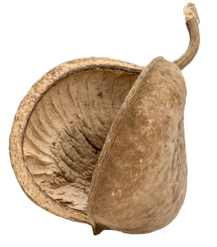 NaDeco Buddha-Nuss in Natur, Größe ca. 8-15cm | Buddha Nut | Pterygota alata | Buddhanuts | Buddhanuss | Exotische Trockenfrucht | Terrarien-Deko | Terrarium-Dekoration | Exotische Dekoration NaDeco Buddha-Nuss in Natur, Größe ca. 8-15cm | Buddha Nut | Pterygota alata | Buddhanuts | Buddhanuss | Exotische Trockenfrucht | Terrarien-Deko | Terrarium-Dekoration | Exotische Dekoration von NaDeco