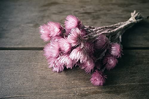 NaDeco Cape Flower getrocknet im Bund Länge ca. 30-40cm Farbe frei wählbar Strohblumen aus Afrika Boho Style getrocknete Blumen Trockenblumenstrauß, Farbe:Lavendel NaDeco Cape Flower getrocknet im Bund Länge ca. 30-40cm Farbe frei wählbar Strohblumen aus Afrika Boho Style getrocknete Blumen Trockenblumenstrauß, Farbe:Lavendel von NaDeco