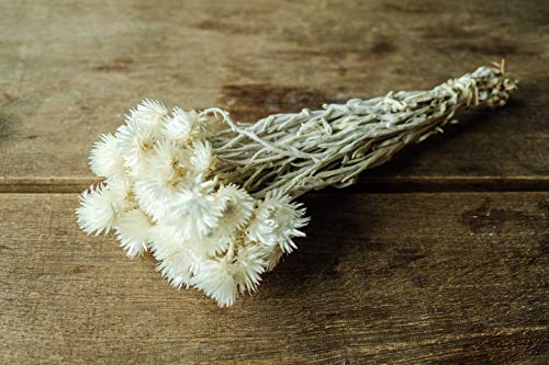 NaDeco Cape Flower getrocknet im Bund Länge ca. 30-40cm Farbe frei wählbar Strohblumen aus Afrika Boho Style getrocknete Blumen Trockenblumenstrauß, Farbe:Natur von NaDeco