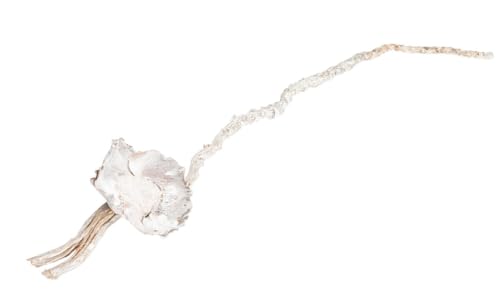 NaDeco Coco-Flower-Zweig in Weiß, Größe ca. 25-35cm | Deko-Zweig mit Blüte | Weißer Dekozweig | Dekoast | Bohemian Deko | Hochzeitsdeko | Boho-Deko | Naturdeko NaDeco Coco-Flower-Zweig in Weiß, Größe ca. 25-35cm | Deko-Zweig mit Blüte | Weißer Dekozweig | Dekoast | Bohemian Deko | Hochzeitsdeko | Boho-Deko | Naturdeko von NaDeco