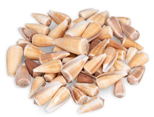 NaDeco Conus Magus, verpackt mit 0,5kg, Größe ca. 3-6cm, ca. 50-60 STK. | Kegelschnecke | Conus Schnecke | Deko Muscheln | Deko Schnecken zum Basteln und Dekorieren | Maritime Dekoration NaDeco Conus Magus, verpackt mit 0,5kg, Größe ca. 3-6cm, ca. 50-60 STK. | Kegelschnecke | Conus Schnecke | Deko Muscheln | Deko Schnecken zum Basteln und Dekorieren | Maritime Dekoration von NaDeco