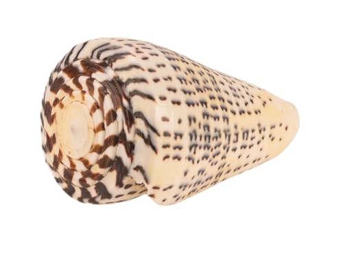 NaDeco Conus leopardus, Größe ca. 10-12cm | Kegelschnecke | Deko-Schnecke | Leopardenkegel | Deko-Schneckenhaus | Meeresschnecke | Maritime Dekoration | Muscheln und Schnecken von NaDeco