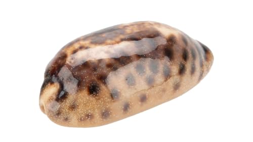 NaDeco Cypraea testudinaria, Größe ca. 7-10cm Schildkröten-Kauri Kauri Schnecke Kaurimuschel Kaurischnecke Deko-Schnecke Meeresschnecken Deko-Schneckenhaus Muscheln und Schnecken von NaDeco