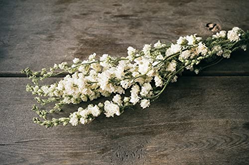 NaDeco Delphinium in Weiß, naturbelassen, im Bund, Länge ca. 60cm Rittersporne Boho-Deko Trockenblumen Trockenblumen in Weiß Trockenstrauß getrockneter Blumenstrauß von NaDeco