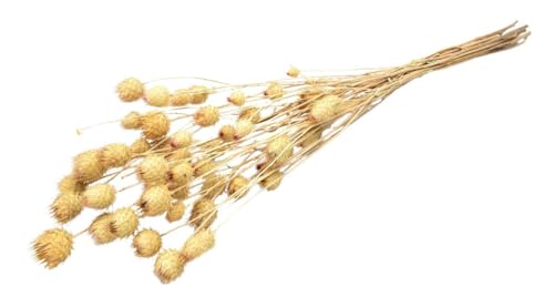 NaDeco Erdbeerdistel in Natur, im Bund, Länge ca. 40 bis 60cm | getrocknete Distel | Trockenblumen | getrocknete Blumen | Trockenstrauß | Boho-Style | Boho-Deko von NaDeco