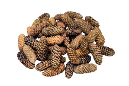 NaDeco Fichtenzapfen in Natur, 1kg ca. 45-50 STK. | Tannenzapfen | Picea Abies | Zapfen der Rotfichte | Tannenzapfen | Tannen-Zapfen | Naturzapfen | Kiefernzapfen | Weihnachtsdeko | Adventsdeko von NaDeco