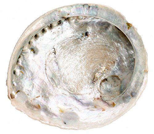 NaDeco Haliotis midae, XXL, Größe ab 16-20cm | Abalone-Schnecke | Deko-Schnecke | Kleines Seeohr | Seeopal | Meerohr | Räucherschale | Seifenschale | Maritime Dekoration | Muscheln und Schnecken von NaDeco