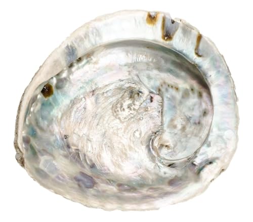 NaDeco Abalone Schnecke Länge ca 14-17 cm | Haliotis midae | Abalone Muschel | Deko-Schnecke | Seeohr | Seeopal | Meerohr | Räucherschale | Seifenschale | Maritime Dekoration | Muscheln und Schnecken NaDeco Abalone Schnecke Länge ca 14-17 cm | Haliotis midae | Abalone Muschel | Deko-Schnecke | Seeohr | Seeopal | Meerohr | Räucherschale | Seifenschale | Maritime Dekoration | Muscheln und Schnecken von NaDeco