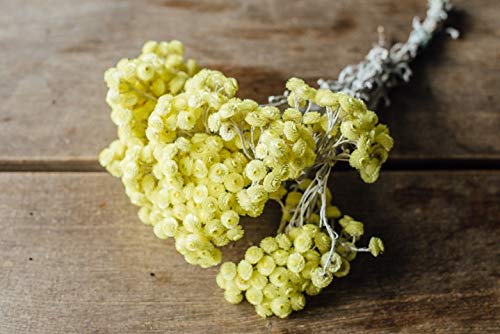 NaDeco Helichrysum Immortelle getrocknet im Bund ca. 20cm | Trockenblumen | Italienische Strohblume | Naturdeko | Trockenstrauß | Boho Deko | Getrocknete Blumen | Blumenstrauß getrocknet von NaDeco