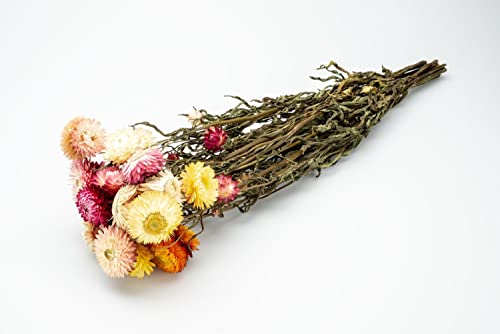 NaDeco Helichrysum Mix im Bund, Länge ca. 50cm, Länge ca. 50cm getrocknete Strohblume Boho Deko Trockenblumen Blaue Trockenblumen Trockenstrauß getrockneter Blumenstrauß von NaDeco