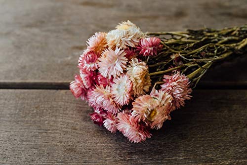 NaDeco Helichrysum Natur pink im Bund ca. 50cm getrocknete Strohblume Boho Deko Trockenblumen Blaue Trockenblumen Trockenstrauß getrockneter Blumenstrauß von NaDeco