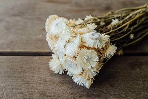 NaDeco Helichrysum Natur weiß im Bund ca. 50cm getrocknete Strohblume Boho Deko Trockenblumen Blaue Trockenblumen Trockenstrauß getrockneter Blumenstrauß von NaDeco